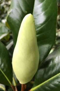 Edith Bogue Cold Hardy Evergreen Magnolia - 5 Gallon Pot -Leafy Joy Shop magnolia edith bogue bud 1