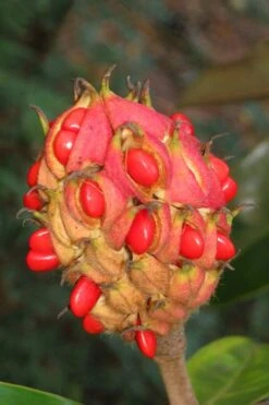 Edith Bogue Cold Hardy Evergreen Magnolia - 5 Gallon Pot -Leafy Joy Shop magnolia edith bogue fruit 1