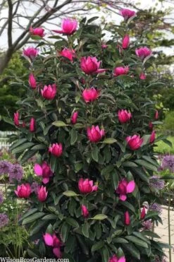 Pink Pyramid Magnolia (Tulip Tree) - 7 Gallon Pot 9 Pink Pyramid Magnolia (Tulip Tree) - 7 Gallon Pot -Leafy Joy Shop magnolia pink pyramid tulip tree 120copy