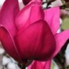 Pink Pyramid Magnolia (Tulip Tree) - 7 Gallon Pot -Leafy Joy Shop magnolia pink pyramid tulip tree 4