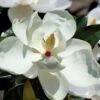 Victoria Cold Hardy Evergreen Magnolia - 7 Gallon Pot (3-4') -Leafy Joy Shop magnolia victoria 7