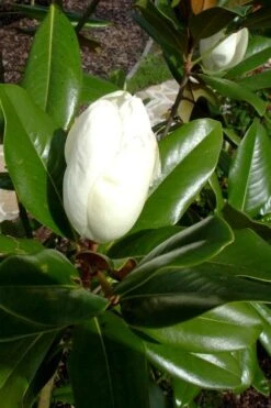 Victoria Cold Hardy Evergreen Magnolia - 7 Gallon Pot (3-4') -Leafy Joy Shop magnolia victoria 8