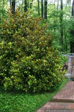 Victoria Cold Hardy Evergreen Magnolia - 7 Gallon Pot (3-4') -Leafy Joy Shop magnolia victoria 9