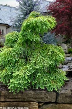 Miss Grace Weeping Dawn Redwood Tree (Metasequoia) - 3 Gallon Pot 12 Miss Grace Weeping Dawn Redwood Tree (Metasequoia) - 3 Gallon Pot -Leafy Joy Shop metasequoia glyptostroboides miss grace weeping dawn redwood 5