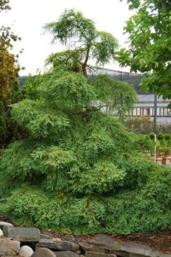 Miss Grace Weeping Dawn Redwood Tree (Metasequoia) - 3 Gallon Pot 13 Miss Grace Weeping Dawn Redwood Tree (Metasequoia) - 3 Gallon Pot -Leafy Joy Shop metasequoia miss grace dawn redwood tree 6 1