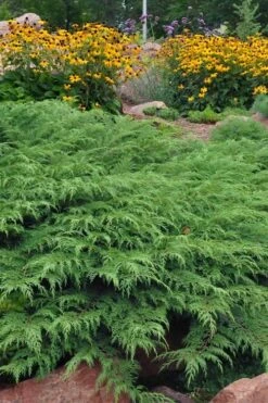Siberian Spreading Cypress (Microbiota Decussata) - 1 Gallon Pot -Leafy Joy Shop microbiota decussata siberian spreading cypress 5