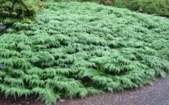 Siberian Spreading Cypress (Microbiota Decussata) - 1 Gallon Pot -Leafy Joy Shop microbiota decussata siberian spreading cypress 7