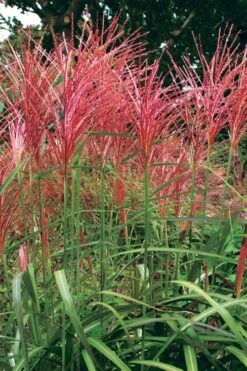 Flame Grass (Miscanthus 'Purpurascens') - 1 Gallon Pot -Leafy Joy Shop miscanthus purpurascens flame grass 1