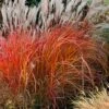 Flame Grass (Miscanthus 'Purpurascens') - 1 Gallon Pot -Leafy Joy Shop miscanthus purpurascens flame grass 10