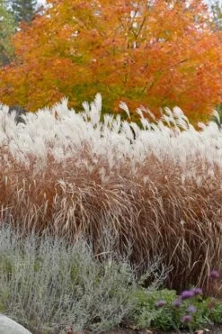 Flame Grass (Miscanthus 'Purpurascens') - 1 Gallon Pot -Leafy Joy Shop miscanthus purpurascens flame grass 4