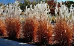 Flame Grass (Miscanthus 'Purpurascens') - 1 Gallon Pot -Leafy Joy Shop miscanthus purpurascens flame grass 5