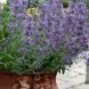Little Trudy Catmint - 5 Pack Of Quart Pots -Leafy Joy Shop nepeta little trudy catmint 11