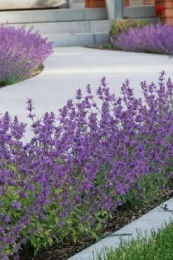 Little Trudy Catmint - 5 Pack Of Quart Pots 13 Little Trudy Catmint - 5 Pack Of Quart Pots -Leafy Joy Shop nepeta little trudy catmint 3