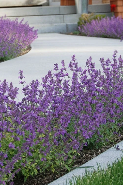 Little Trudy Catmint - 5 Pack Of Quart Pots 8 Little Trudy Catmint - 5 Pack Of Quart Pots - Image 6