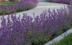 Little Trudy Catmint - 5 Pack Of Quart Pots 12 Little Trudy Catmint - 5 Pack Of Quart Pots -Leafy Joy Shop nepeta little trudy catmint 5