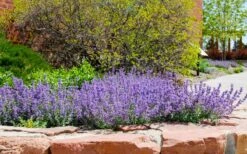Little Trudy Catmint - 5 Pack Of Quart Pots 11 Little Trudy Catmint - 5 Pack Of Quart Pots -Leafy Joy Shop nepeta little trudy catmint 8