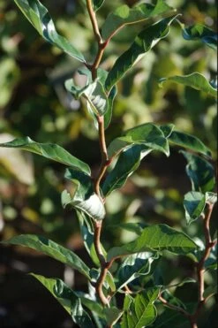 Zydeco Twist Black Gum Tree - 7 Gallon Pot (2-3') 14 Zydeco Twist Black Gum Tree - 7 Gallon Pot (2-3') -Leafy Joy Shop nyssa sylvatica zydeco twist black gum tupelo tree 3