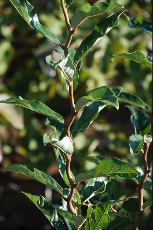 Zydeco Twist Black Gum Tree - 7 Gallon Pot (2-3') 7 Zydeco Twist Black Gum Tree - 7 Gallon Pot (2-3') - Image 5