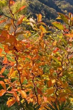 Zydeco Twist Black Gum Tree - 7 Gallon Pot (2-3') 16 Zydeco Twist Black Gum Tree - 7 Gallon Pot (2-3') -Leafy Joy Shop nyssa sylvatica zydeco twist black gum tupelo tree 4