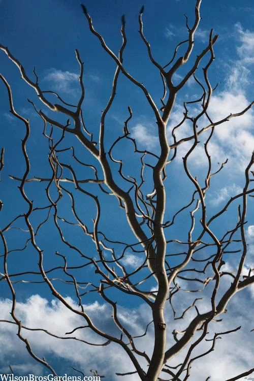 Zydeco Twist Black Gum Tree - 7 Gallon Pot (2-3') 3 Zydeco Twist Black Gum Tree - 7 Gallon Pot (2-3')