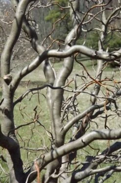 Zydeco Twist Black Gum Tree - 7 Gallon Pot (2-3') 13 Zydeco Twist Black Gum Tree - 7 Gallon Pot (2-3') -Leafy Joy Shop nyssa sylvatica zydeco twist black gum tupelo tree 6