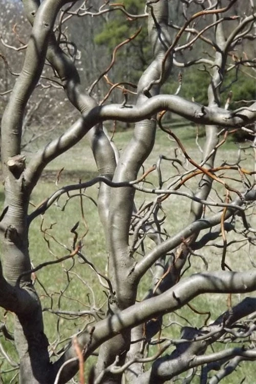 Zydeco Twist Black Gum Tree - 7 Gallon Pot (2-3') 6 Zydeco Twist Black Gum Tree - 7 Gallon Pot (2-3') - Image 4