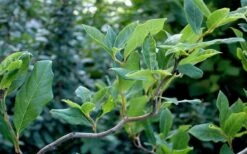 Zydeco Twist Black Gum Tree - 7 Gallon Pot (2-3') 17 Zydeco Twist Black Gum Tree - 7 Gallon Pot (2-3') -Leafy Joy Shop nyssa sylvatica zydeco twist black gum tupelo tree 8