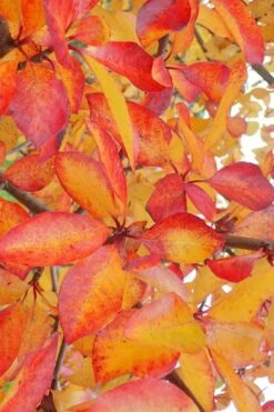 Zydeco Twist Black Gum Tree - 7 Gallon Pot (2-3') 15 Zydeco Twist Black Gum Tree - 7 Gallon Pot (2-3') -Leafy Joy Shop nyssa sylvatica zydeco twist black gum tupelo tree 9