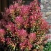 Party Lights Pink Flush Tea Olive - Osmanthus Heterophyllus - 1 Gallon Pot -Leafy Joy Shop osmanthus heterophyllus party lights tea olive 102