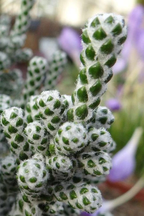 Coral Shrub (Ozothamnus Coralloides) - 2 Gallon Pot 3 Coral Shrub (Ozothamnus Coralloides) - 2 Gallon Pot
