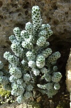 Coral Shrub (Ozothamnus Coralloides) - 2 Gallon Pot 11 Coral Shrub (Ozothamnus Coralloides) - 2 Gallon Pot -Leafy Joy Shop ozothamnus coralloides coral shrub 2