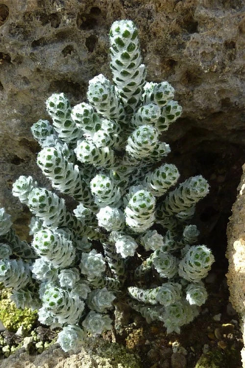 Coral Shrub (Ozothamnus Coralloides) - 2 Gallon Pot 7 Coral Shrub (Ozothamnus Coralloides) - 2 Gallon Pot - Image 5
