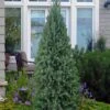 Dwarf Columnar Norway Spruce (Picea Abies 'Fastigiata Compacta') - 1 Gallon Pot 2 Dwarf Columnar Norway Spruce (Picea Abies 'Fastigiata Compacta') - 1 Gallon Pot -Leafy Joy Shop picea abies fastigiata compacta dwarf columnar norway spruce 1