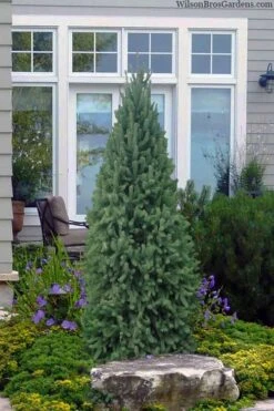 Dwarf Columnar Norway Spruce (Picea Abies 'Fastigiata Compacta') - 1 Gallon Pot