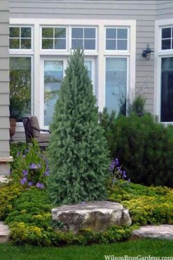 Dwarf Columnar Norway Spruce (Picea Abies 'Fastigiata Compacta') - 1 Gallon Pot -Leafy Joy Shop picea abies fastigiata compacta dwarf columnar norway spruce 2