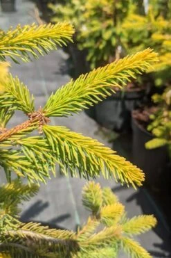 Gold Drift Weeping Norway Spruce (Picea Abies) - 6 Gallon Pot 9 Gold Drift Weeping Norway Spruce (Picea Abies) - 6 Gallon Pot -Leafy Joy Shop picea abies gold drift norway spruce 3