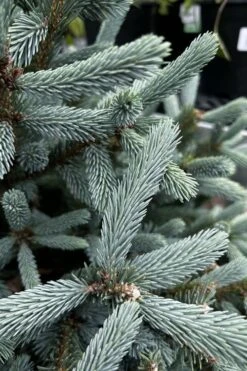 Paul's Select Blue Norway Spruce (Picea Abies) - 2 Gallon Pot -Leafy Joy Shop picea abies pauls select norway spruce 1