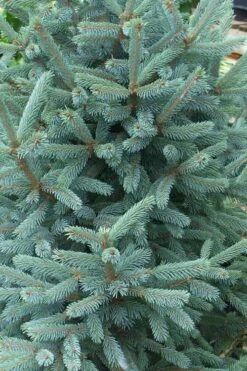 Paul's Select Blue Norway Spruce (Picea Abies) - 2 Gallon Pot -Leafy Joy Shop picea abies pauls select norway spruce 2