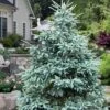 Paul's Select Blue Norway Spruce (Picea Abies) - 2 Gallon Pot -Leafy Joy Shop picea abies pauls select norway spruce 3