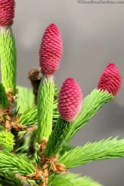 Pusch Dwarf Norway Spruce Topiary Tree - 3 Gallon Pot -Leafy Joy Shop picea abies pusch dwarf norway spruce 1