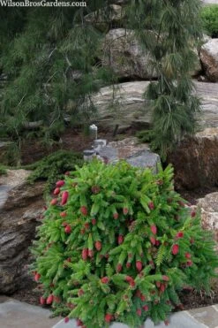 Pusch Dwarf Norway Spruce (Picea Abies) - 3 Gallon Pot -Leafy Joy Shop picea abies pusch dwarf norway spruce 15