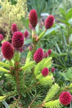 Pusch Dwarf Norway Spruce Topiary Tree - 3 Gallon Pot -Leafy Joy Shop picea abies pusch dwarf norway spruce 16