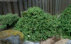 Pusch Dwarf Norway Spruce (Picea Abies) - 3 Gallon Pot -Leafy Joy Shop picea abies pusch dwarf norway spruce 5