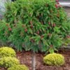 Pusch Dwarf Norway Spruce Topiary Tree - 3 Gallon Pot -Leafy Joy Shop picea abies pusch dwarf norway spruce single trunk topiary 2