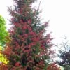 Red Tipped Norway Spruce (Picea Abies 'Rubra Spicata') - 6 Gallon Pot -Leafy Joy Shop picea abies rubra spicata red tip norway sprice 4