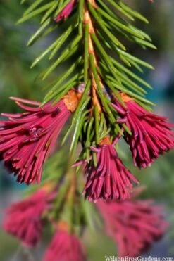 Red Tipped Norway Spruce (Picea Abies 'Rubra Spicata') - 6 Gallon Pot -Leafy Joy Shop picea abies rubra spicata red tip norway spruce 6