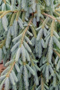 Bush's Lace Engelmann Spruce (Picea Engelmannii) - 3 Gallon Pot -Leafy Joy Shop picea engelmannii bushs lace engelmann spruce 10
