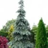 Bush's Lace Engelmann Spruce (Picea Engelmannii) - 3 Gallon Pot -Leafy Joy Shop picea engelmannii bushs lace engelmann spruce 11