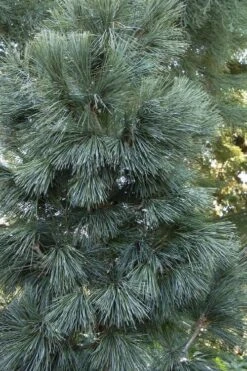 Tip Top Dwarf Columnar Swiss Stone Pine (Pinus Cembra) - 5 Gallon Pot -Leafy Joy Shop pinus cembra tip top swiss stone pine 4