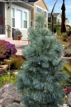 Tip Top Dwarf Columnar Swiss Stone Pine (Pinus Cembra) - 5 Gallon Pot -Leafy Joy Shop pinus cembra tip top swiss stone pine 6